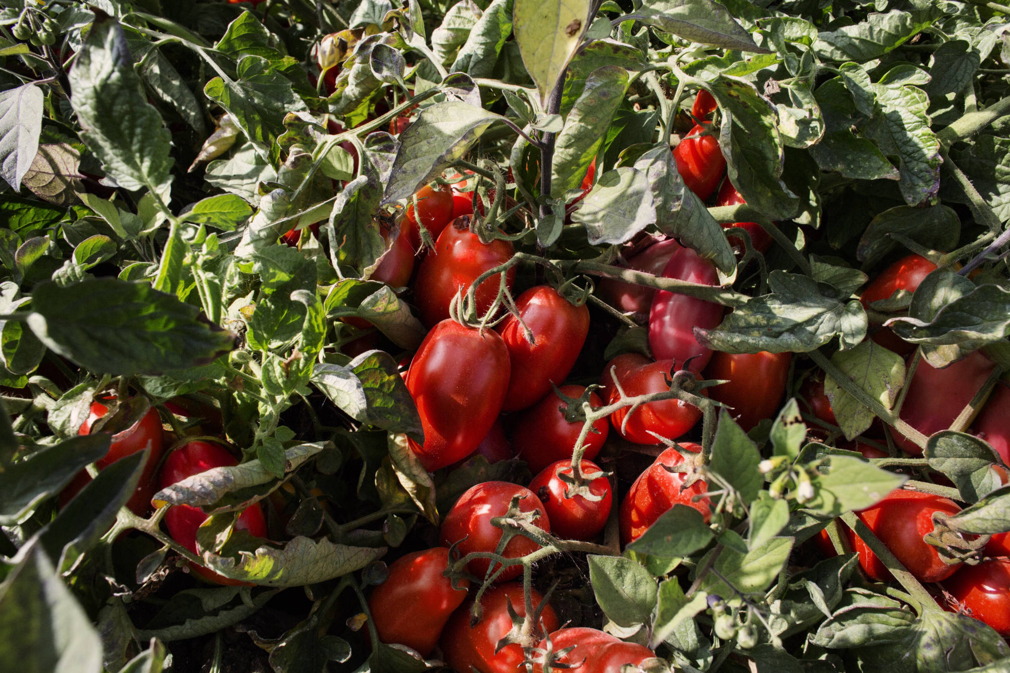 Pianta di Pomodoro